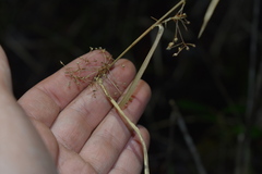 Rhynchospora miliacea