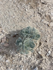 Arctomecon californica