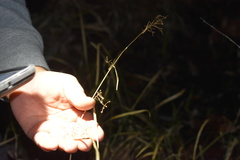 Rhynchospora miliacea