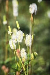 Sanguisorba canadensis