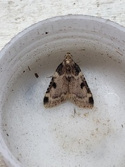 Aglossa costiferalis