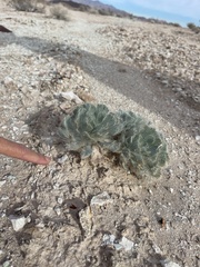 Arctomecon californica