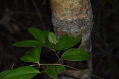 Smilax walteri