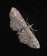Pasiphilodes testulata