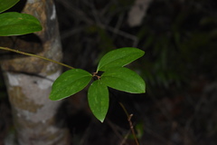 Smilax walteri