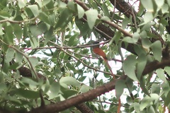 Terpsiphone viridis plumbeiceps