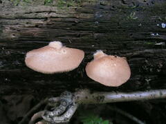 Crepidotus calolepis