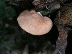 Crepidotus calolepis