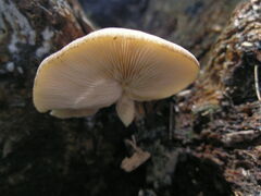 Crepidotus calolepis