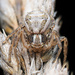 Xysticus cristatus - Photo (c) bugzone, μερικά δικαιώματα διατηρούνται (CC BY-NC)