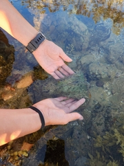 Dolabella auricularia