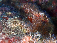 Clavularia crassa