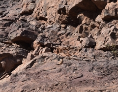 Bucanetes githagineus