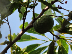 Annona cacans