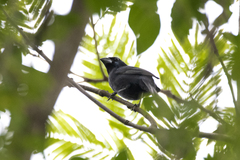 Cyanoloxia brissonii