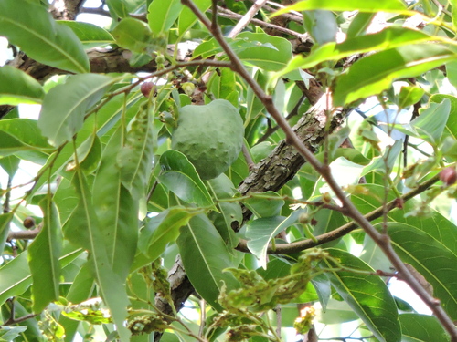 Annona cacans (Annona cacans)