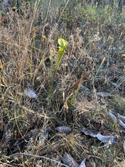 Sarracenia alata