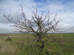 Pyrus bourgaeana