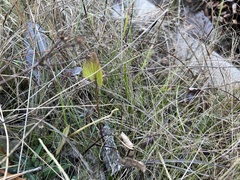 Sarracenia alata