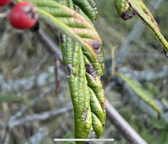 Cotoneaster coriaceus