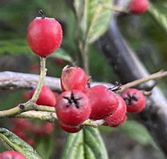 Cotoneaster coriaceus