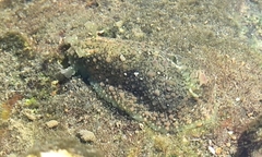 Dolabrifera nicaraguana