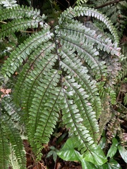 Adiantum pyramidale
