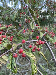 Cotoneaster coriaceus