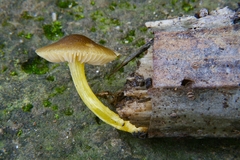Pluteus romellii