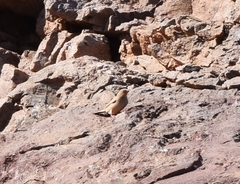 Bucanetes githagineus