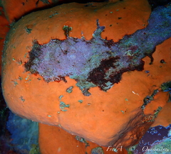 Timea unistellata