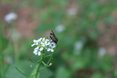 Empis