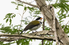 Arremon flavirostris