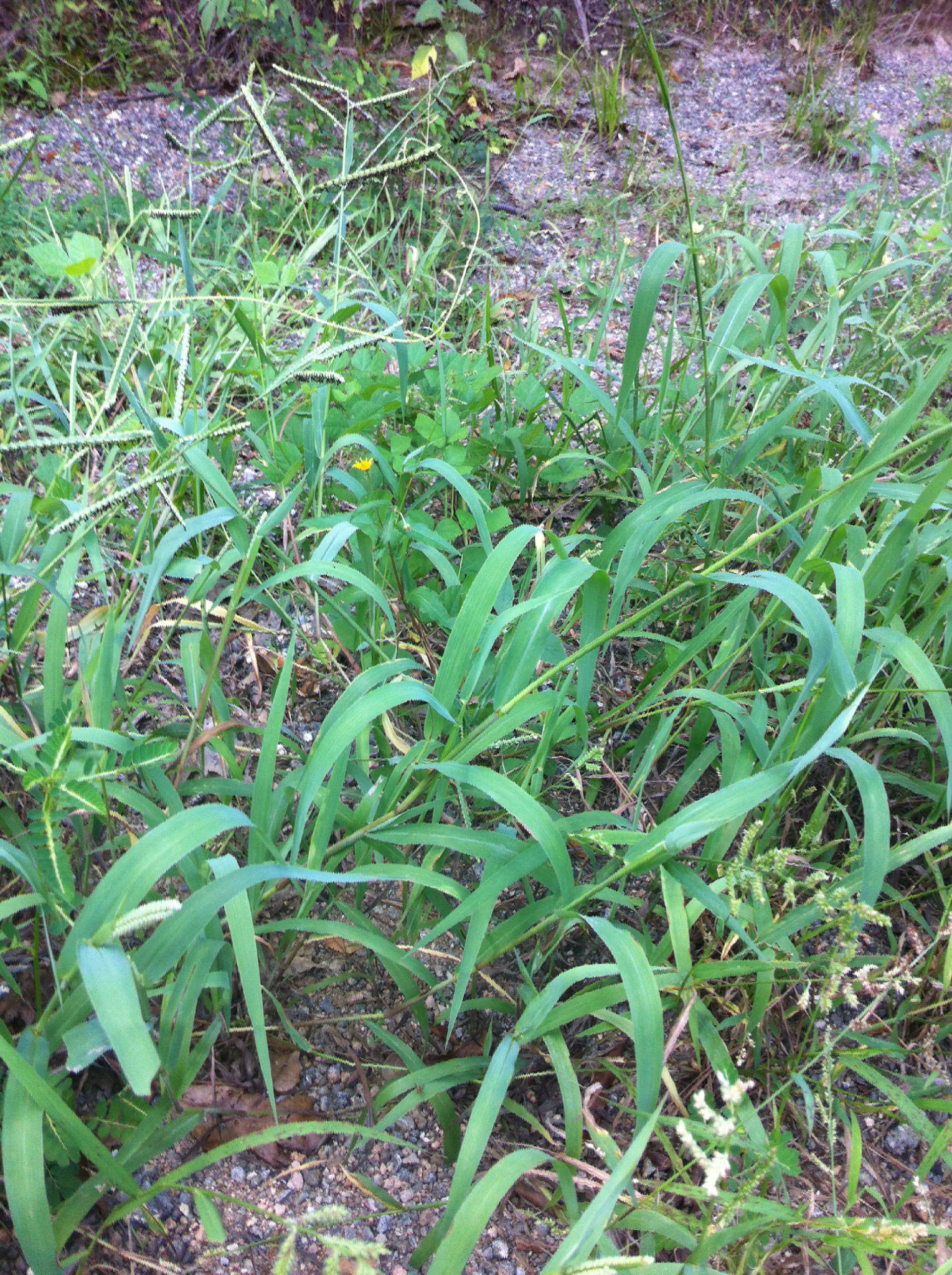 Paspalum pubiflorum var. pubiflorum