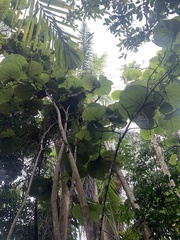 Coccoloba pubescens