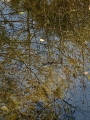 Micropterus floridanus