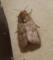 Athetis thoracica