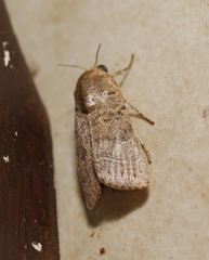 Athetis thoracica