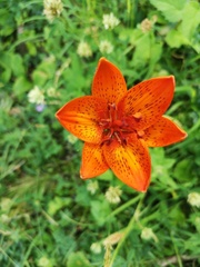 Lilium bulbiferum