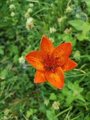 Lilium bulbiferum