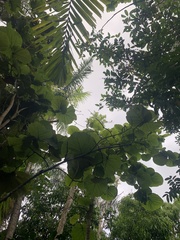 Coccoloba pubescens