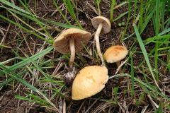Agrocybe vervacti
