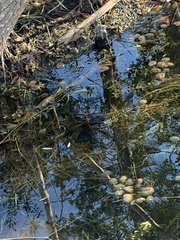 Micropterus floridanus