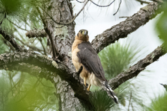 Micrastur semitorquatus