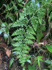 Odontosoria aculeata