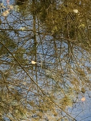 Micropterus floridanus