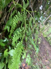 Odontosoria aculeata