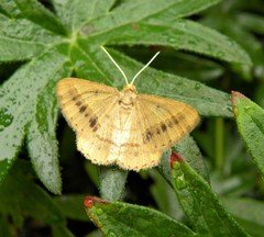 Isturgia arenacearia