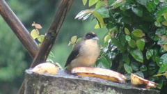 Trichothraupis melanops