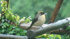 Trichothraupis melanops